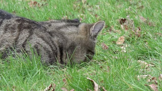 Grau getigertes K&auml;tzchen im Gras