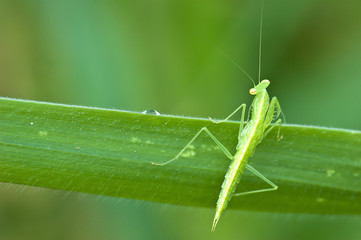 green mantis on leaf