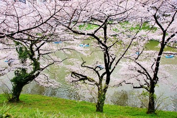 千鳥ヶ淵の桜