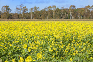 Fototapeta premium 菜の花畑 スウェーデン Sweden of the rapeseed blossom of the one side