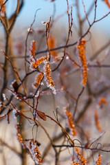 bare branches in hoarfrost, background
