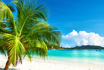 Fototapeta na wymiar Beautiful beach with palm tree at Seychelles
