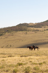 Herd of horses grazing in the steppe.