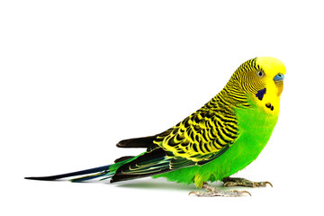 Budgerigar isolated on white background