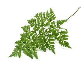 green leaves of fern isolated on white