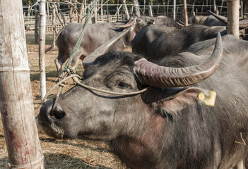 Early morning light on a herd of buffalo