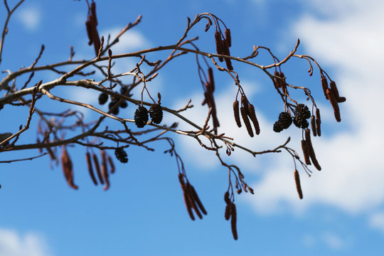 Fr&uuml;chte der Schwarzerle - Erle - Schwarzerle im Fr&uuml;hling, Fr&uuml;hjahr, Pollen, Pollenflug, Allergie, Heuschnupfen