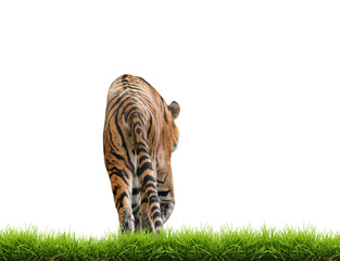 Fototapeta premium bengal tiger isolated