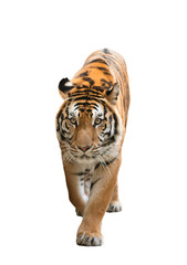 Naklejka premium bengal tiger isolated