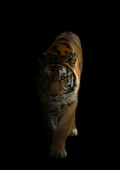bengal tiger in the dark