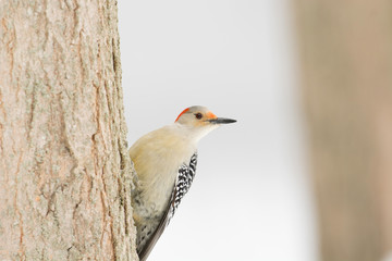Female Red-bellied wodpecker