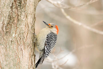 Female Red-bellied wodpecker