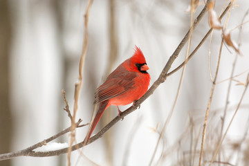 Male northern cardinal