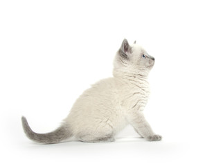 Cute kitten playing on white
