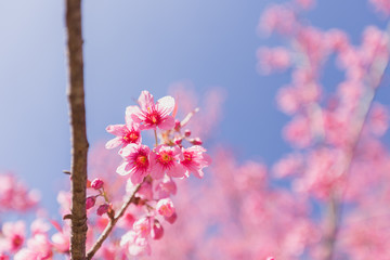 Pink Sakura flower blooming on blue sky background.