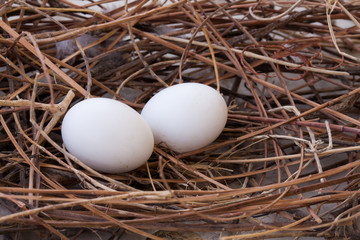 Pigeon nest and two eggs.