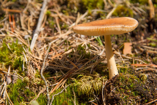 Lamellenpilz