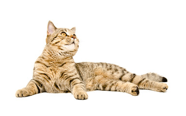 Cat Scottish Straight lying looking up