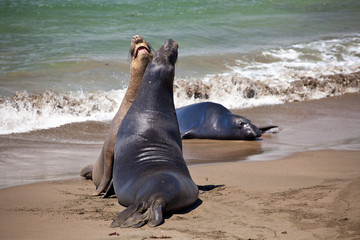 USA - Pacific Coast Highway one - seals cololny