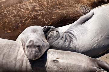 USA - Pacific Coast Highway one - seals cololny