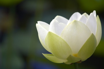Flor de loto blanca ,  medio abierta