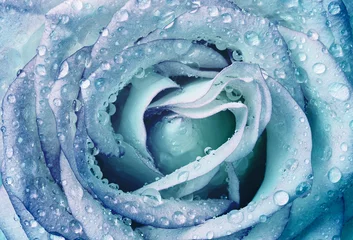 Papier Peint photo Lavable Roses beautiful wet blue rose
