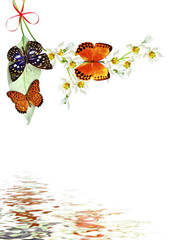 branch of flowers and butterflies isolated on a white background