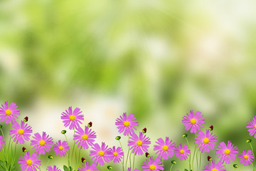 Obraz na płótnie Canvas Wildflowers daisies