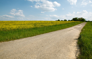 Rapeseed Field in Summer