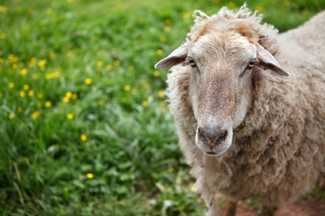 Sheep Portrait