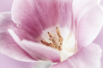 Pink tulip macro - obrazy, fototapety, plakaty