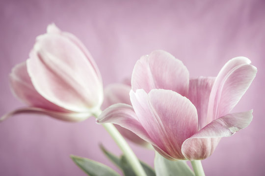 Fototapeta Pink tulips