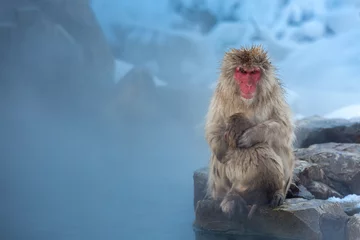 Crédence de cuisine en verre imprimé Singe maintenant singe Macaque Onsen