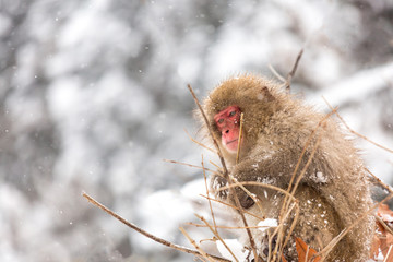 Japanese Snow Monkey