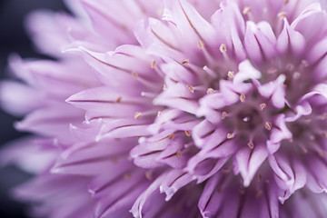 Chives flower