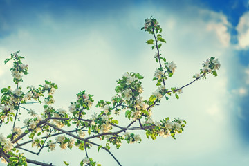 big branch of apple tree on background sky instagram stile