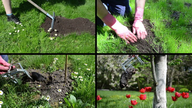 Fighting mole rodent with trap in garden. Video clips collage.