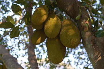 jackfruit