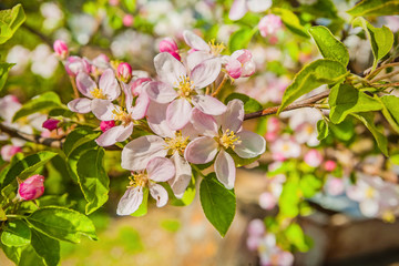floral background flowers of apple tree instagram stile