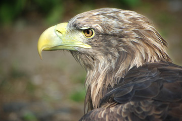 Buzzard