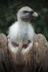 vulture