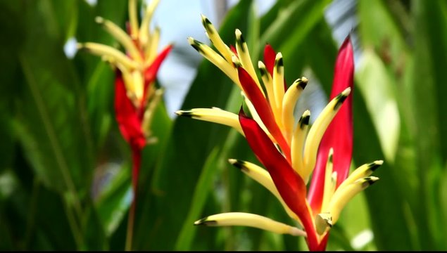Bl&uuml;te im tropischen Urwald in Costa Rica (Heliconia). Bewegung im Wind. Close-up.