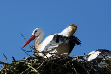 Weißstorch im Nest
