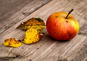 red apple with tree yellow leaves