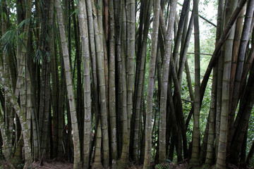 Bamboo forest background texture suitable for background for your design