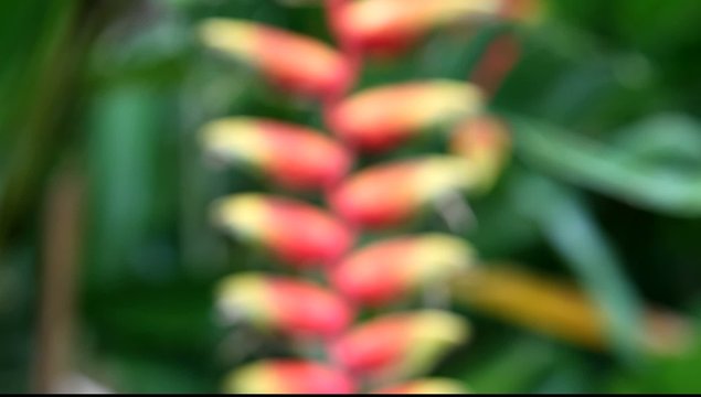 Tropical flower in Costa Rica (Heliconia rostrata), camera focus from sharp to blurred