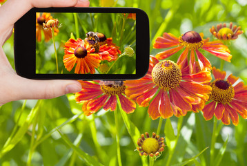 tourist taking photo of honey bee in summer