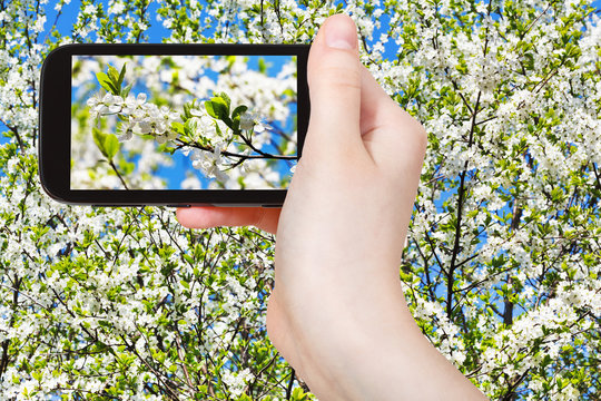 tourist taking photo of twig of cherry blossom