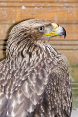 Eastern imperial eagle (Aquila heliaca)