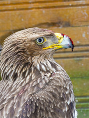Eastern imperial eagle (Aquila heliaca)